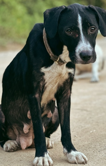 Exemplo de animais em mau trato 2