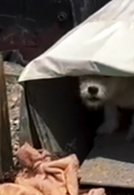 Exemplo de animais em mau trato 1